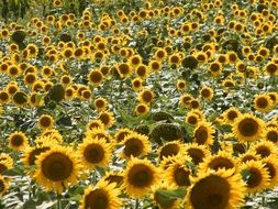 big sunflower field in Italy