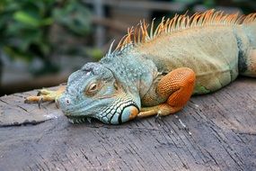 colorful male Iguana resting on log