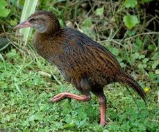 brown bird in New Zealand