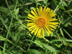 inula britannica is a perennial herb
