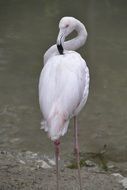 pink flamingo near the pond