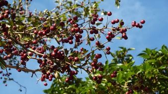 berries trees scenery