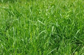 Close-up of the beautiful meadow with green grass