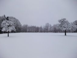 terrific winter trees