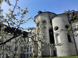 cherry blossoms against the backdrop of the monastery