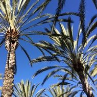 tops of palm trees at sky