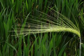spike on the background of green field