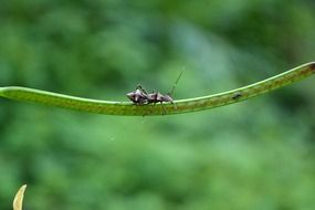 incredibly handsome bug