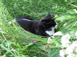 closeup photo of black and white cat laying on lawn