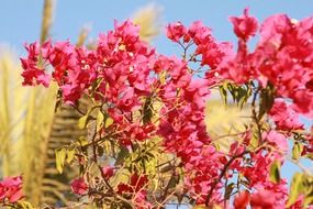 pink tropical flowers in the summer