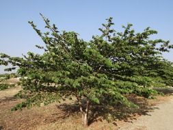 muntingia calabura jamaican cherry