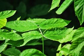 new green foliage at sunny spring day