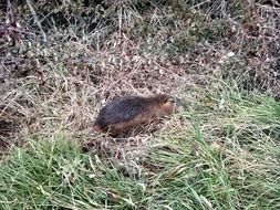 musquash rat in grass