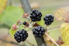 tasty ripe blackberry