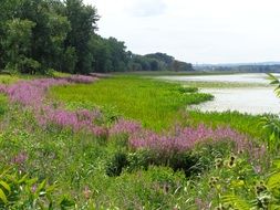 calm landscape of a summer day on a lake