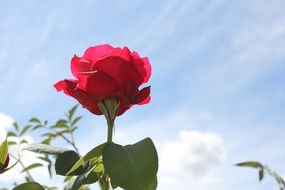 red rose flower at blue sky