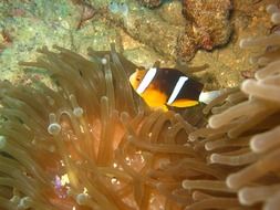 Picture of the clownfish