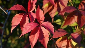 red leaves of virginia ivy at sun