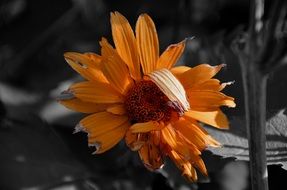 photo of terrific orange flower