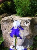 blue iris near a large stone closeup