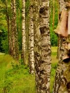 green birch grove close up