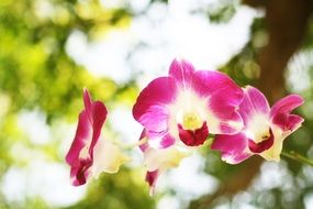 pink orchid flowers, bokeh background