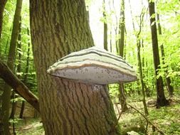 baumshvamm is a type of mushroom