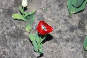 bright red tulip in grey soil