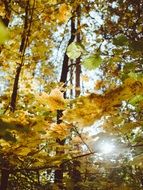 colorful foliage on trees at fall