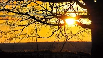 Tree against the sunset light