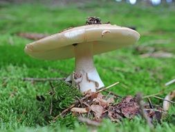 white mushroom in the forest on green grass
