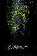 dark jungle gorumara forest