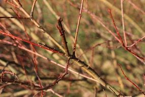 thin branches of a tree in the forest