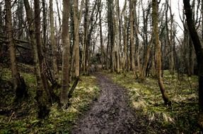 photo of a muddy road in autumn forest