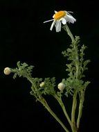 wild daisy on black background
