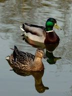 duck on pond