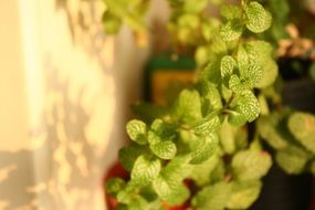 green mint leaves