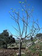 Buds blossom on the tree in spring