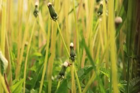 yellow dandelion stalks