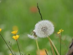 fluffy dandelion on a meadow