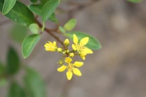 blooming yellow flower in garden