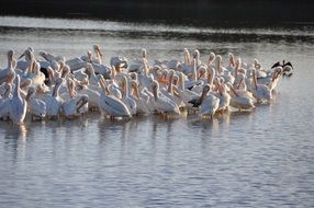 flock of white birds on sanibel