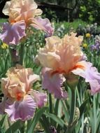 pastel irises