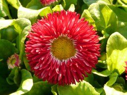 Red daisy closeup