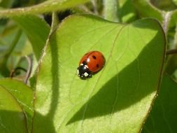 cute ladybug on green leaf closeup