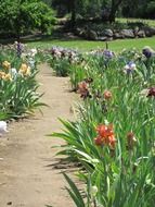 iris garden