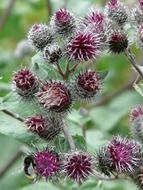 purple flowers of burdock close-up