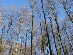 Landscape with the trees in Germany