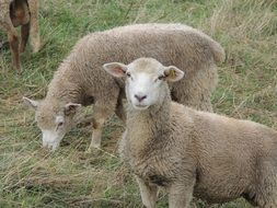 a flock of sheeps in a field