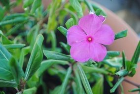 Purple flower in the pot